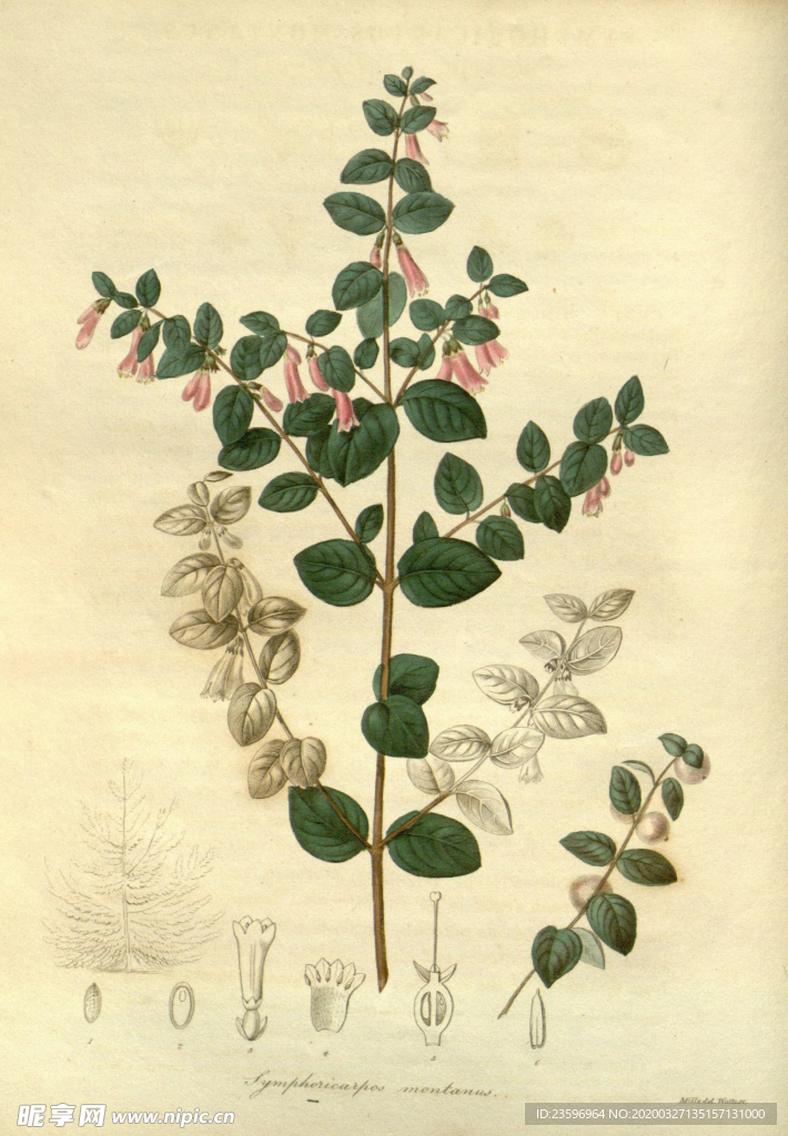 绿色植物插画