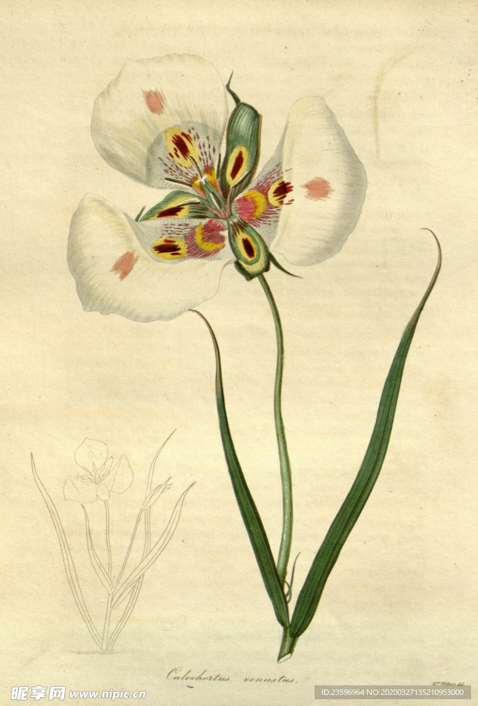 绿植插画