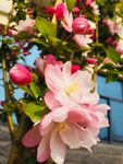 海棠花
