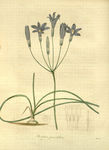 花草植株插画