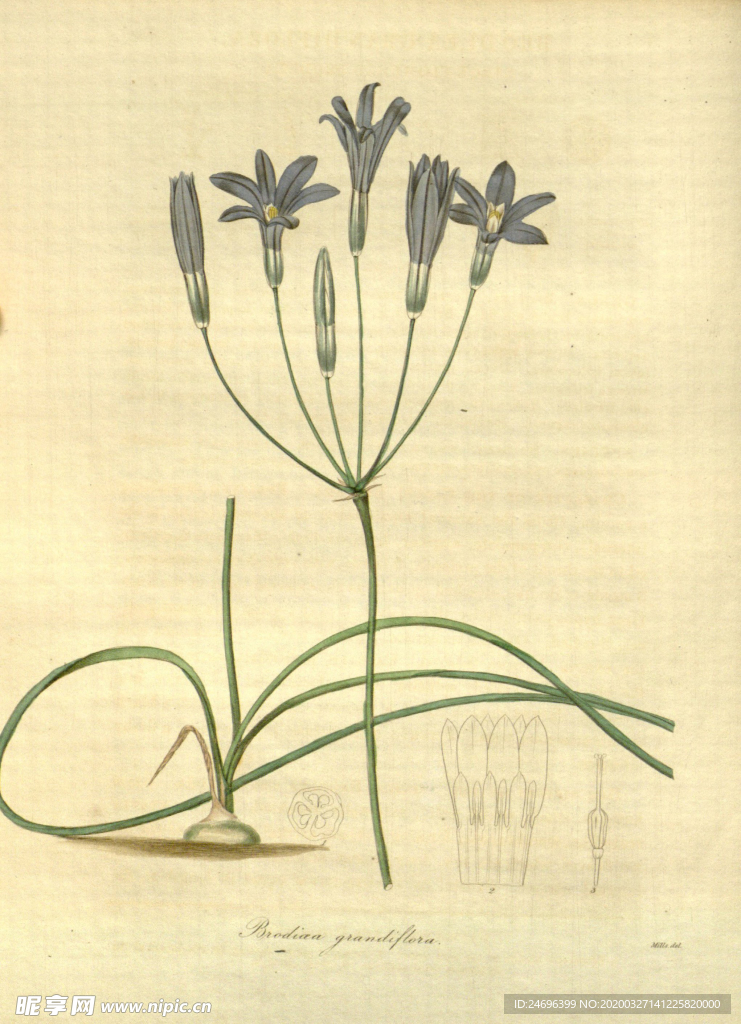 花草植株插画