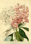 绿色植株插画