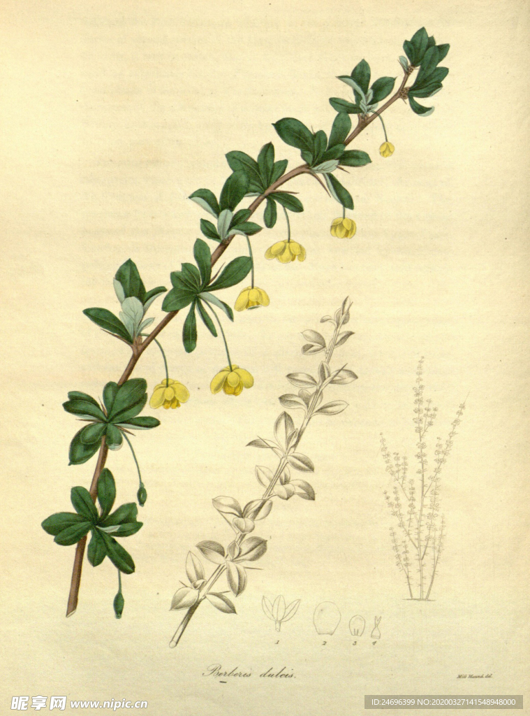 绿色植株插画