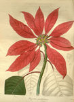绿植花草插画