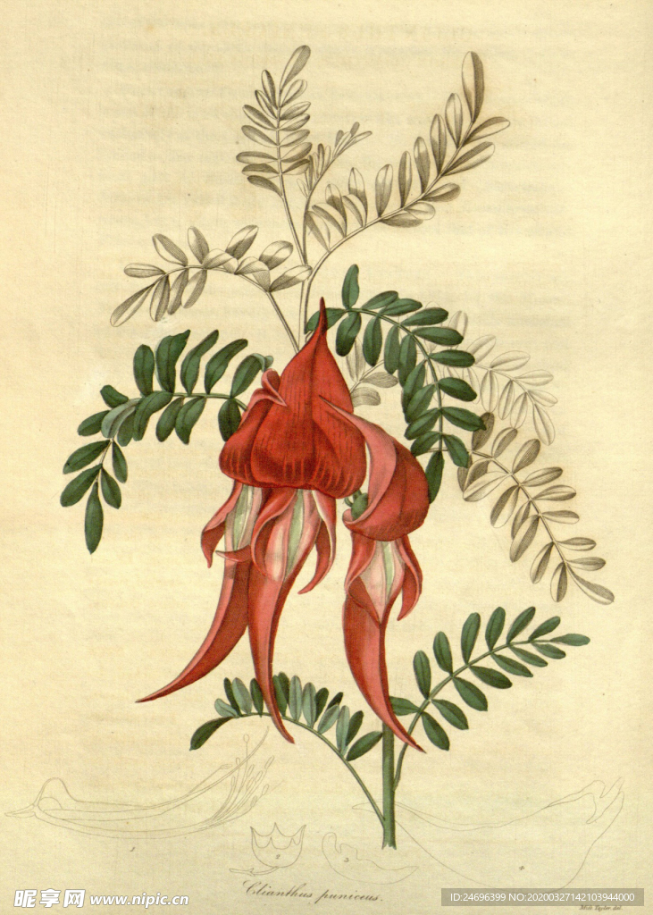 绿植花草插画