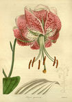 绿色植株插画