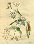 绿色植株插画