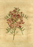 绿色植株插画
