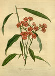 花草绿植插画素材
