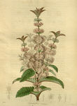 绿植花草插画