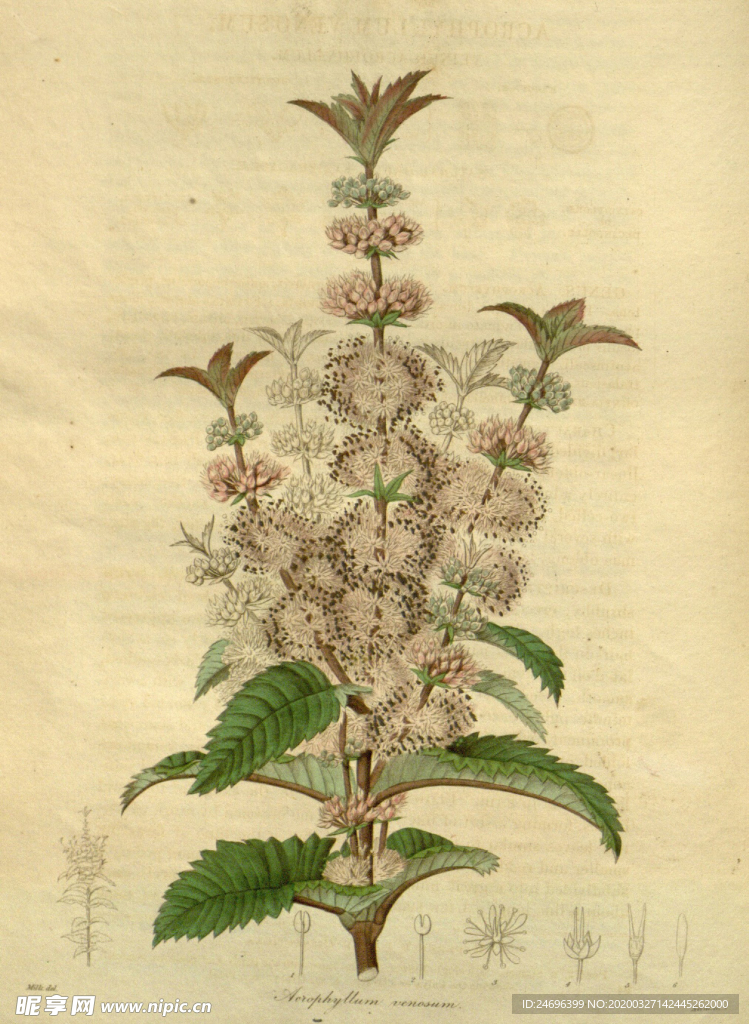 绿植花草插画