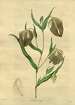 绿植花草插画素材