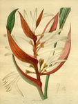 绿植花草插画