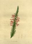 绿植花草插画
