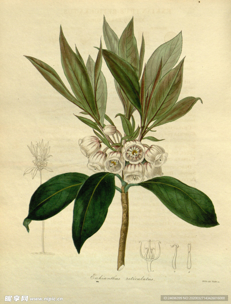 绿植花草插画