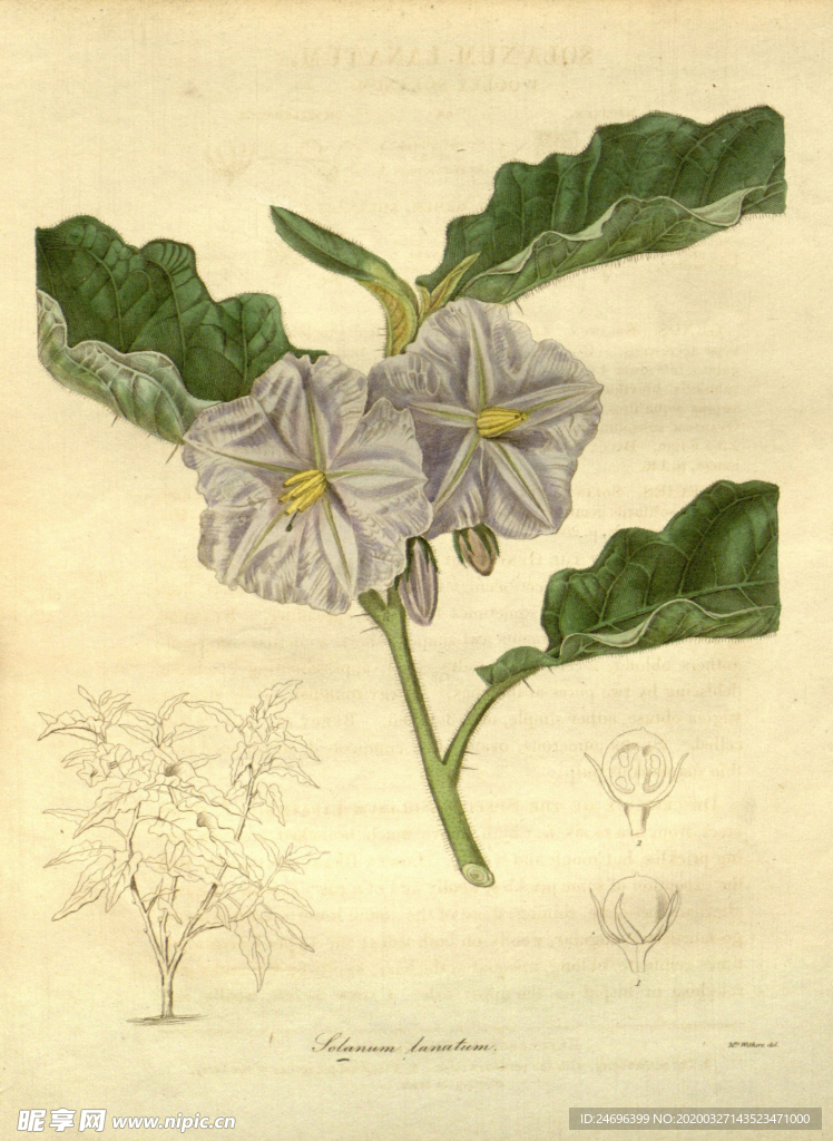 绿植花草插画