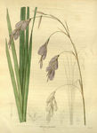 绿植花草插画