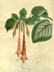 花草植株插画