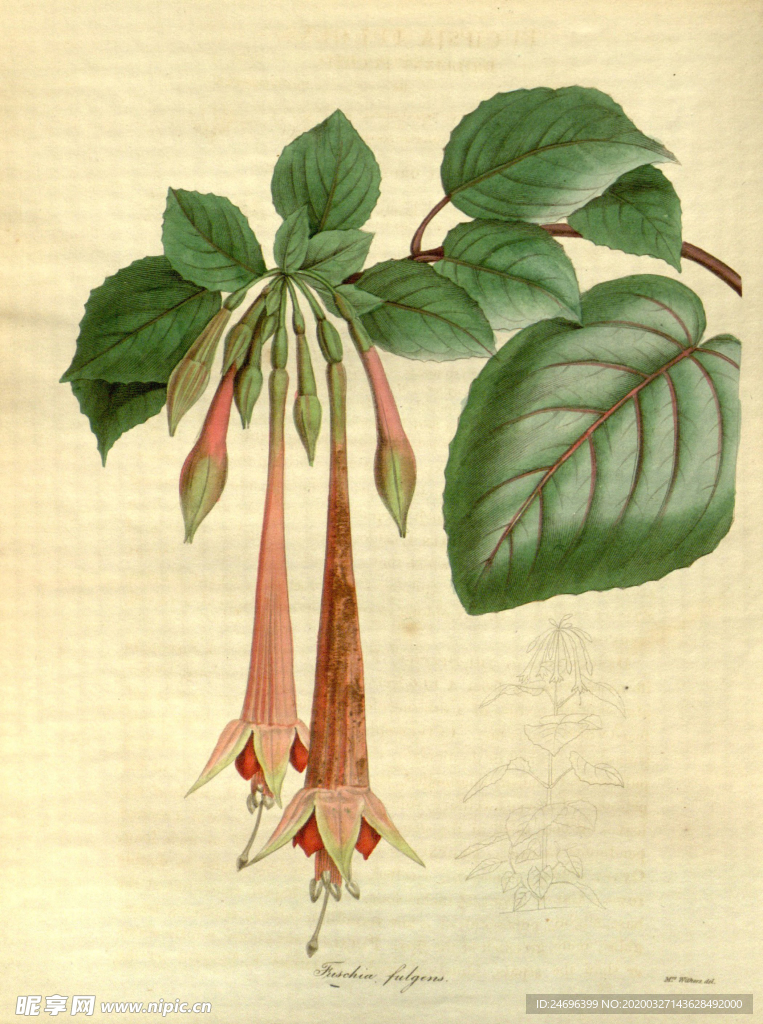 花草植株插画