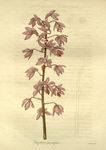 绿植花草插画