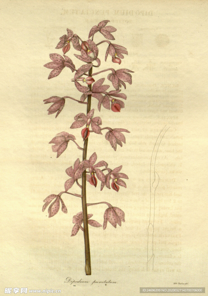 绿植花草插画