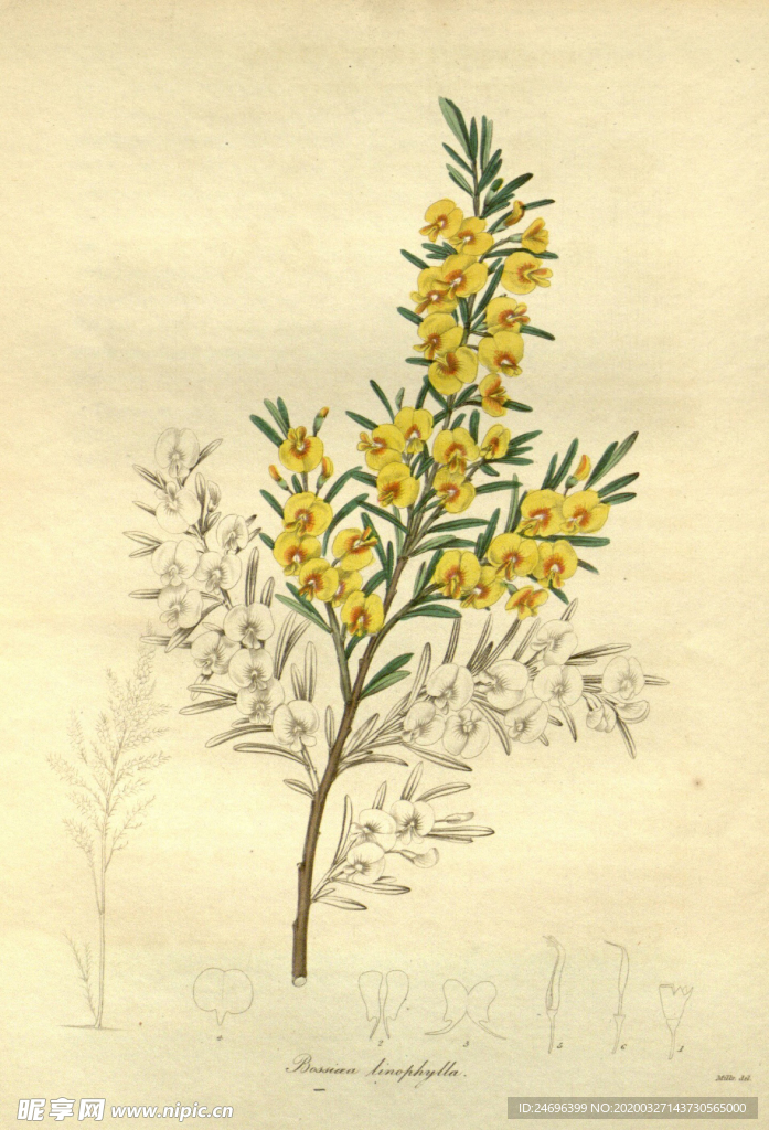 花草植株插画
