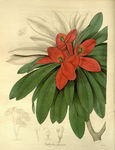 花草植株插画