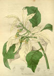 花草植株插画