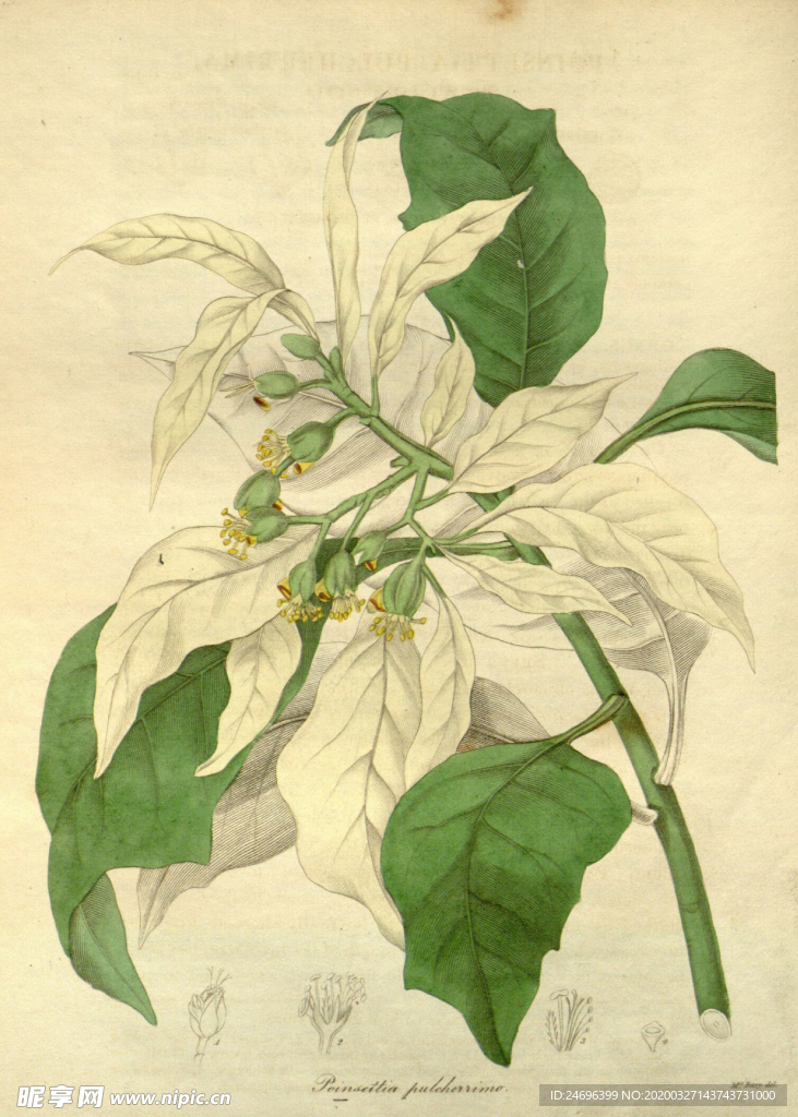 花草植株插画