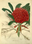绿植的插画