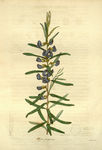 植株插画