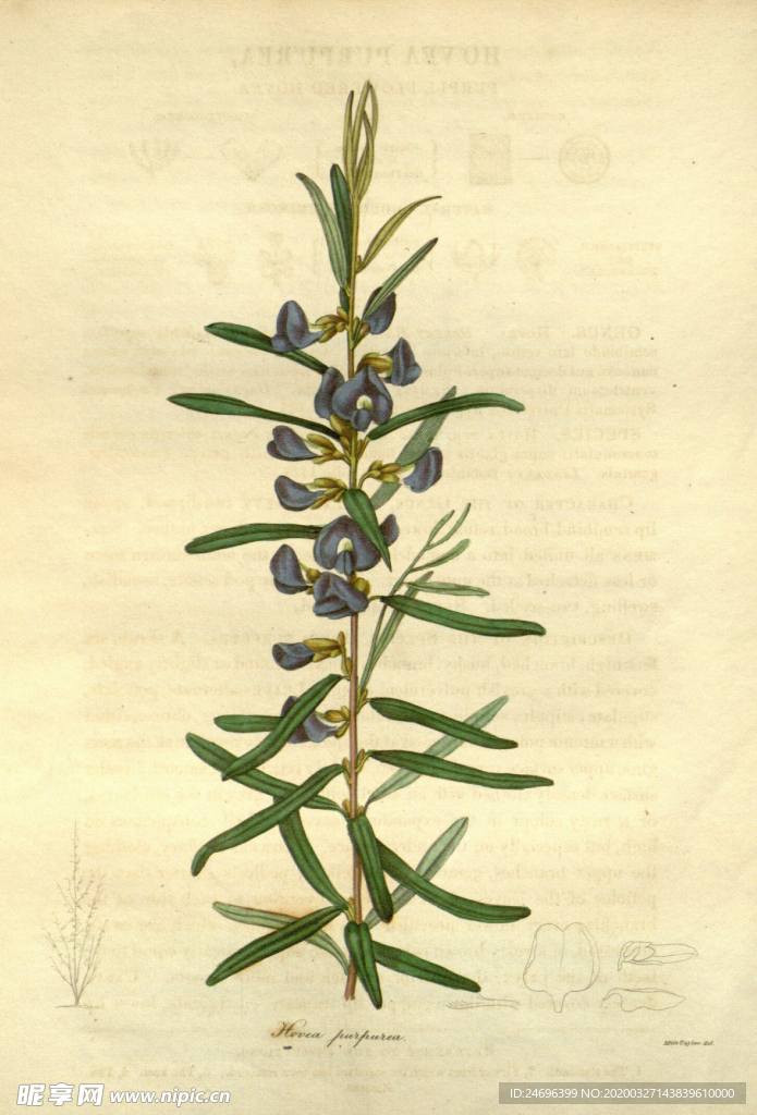 植株插画