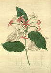 绿植的插画