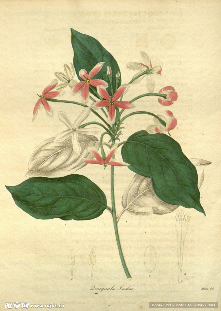 绿植的插画