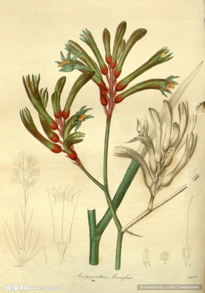 花草植株插画