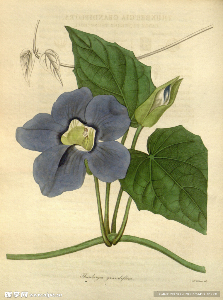 花草植株插画