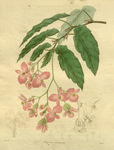 花草植株插画