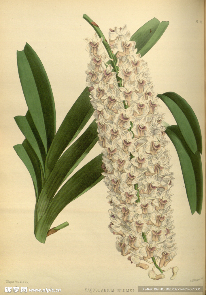 植株插画