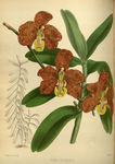 花草绿植插画