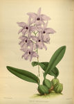花草绿植插画