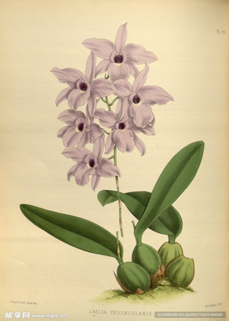 花草绿植插画