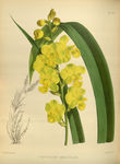 植株插画