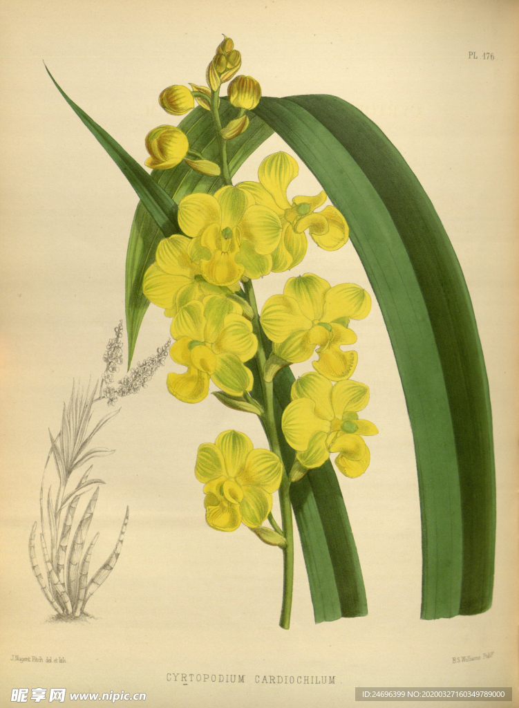 植株插画