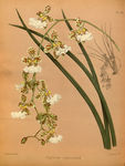 绿草插画