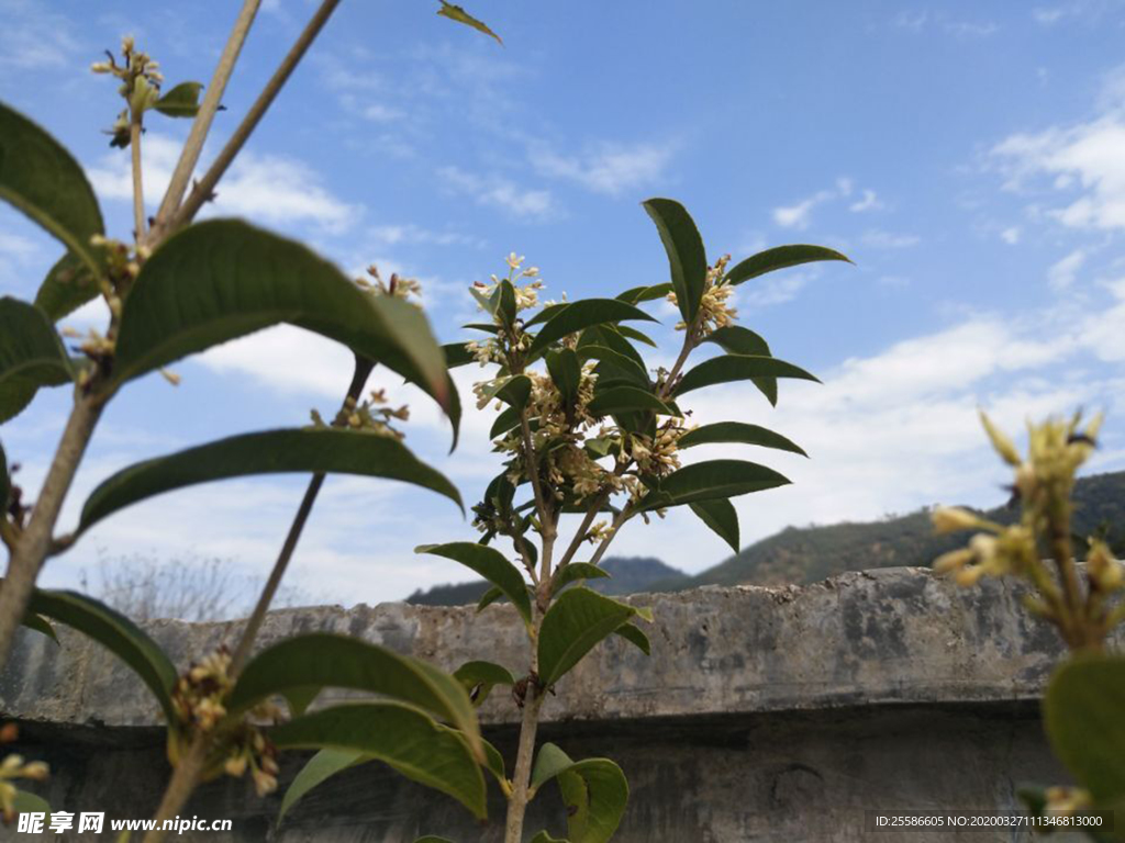 桂花 天空