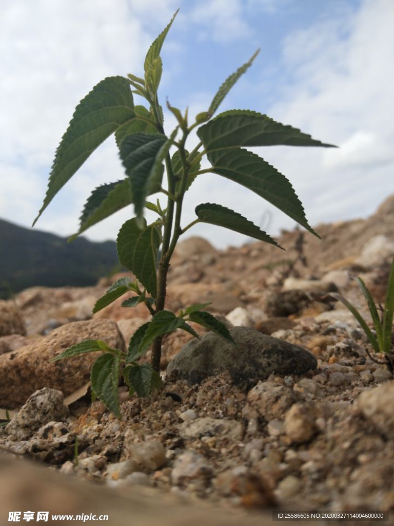 风景