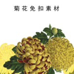 菊花素材 菊花免扣