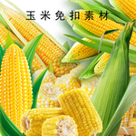 玉米免扣素材