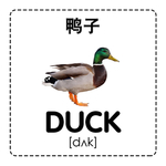 鸭子