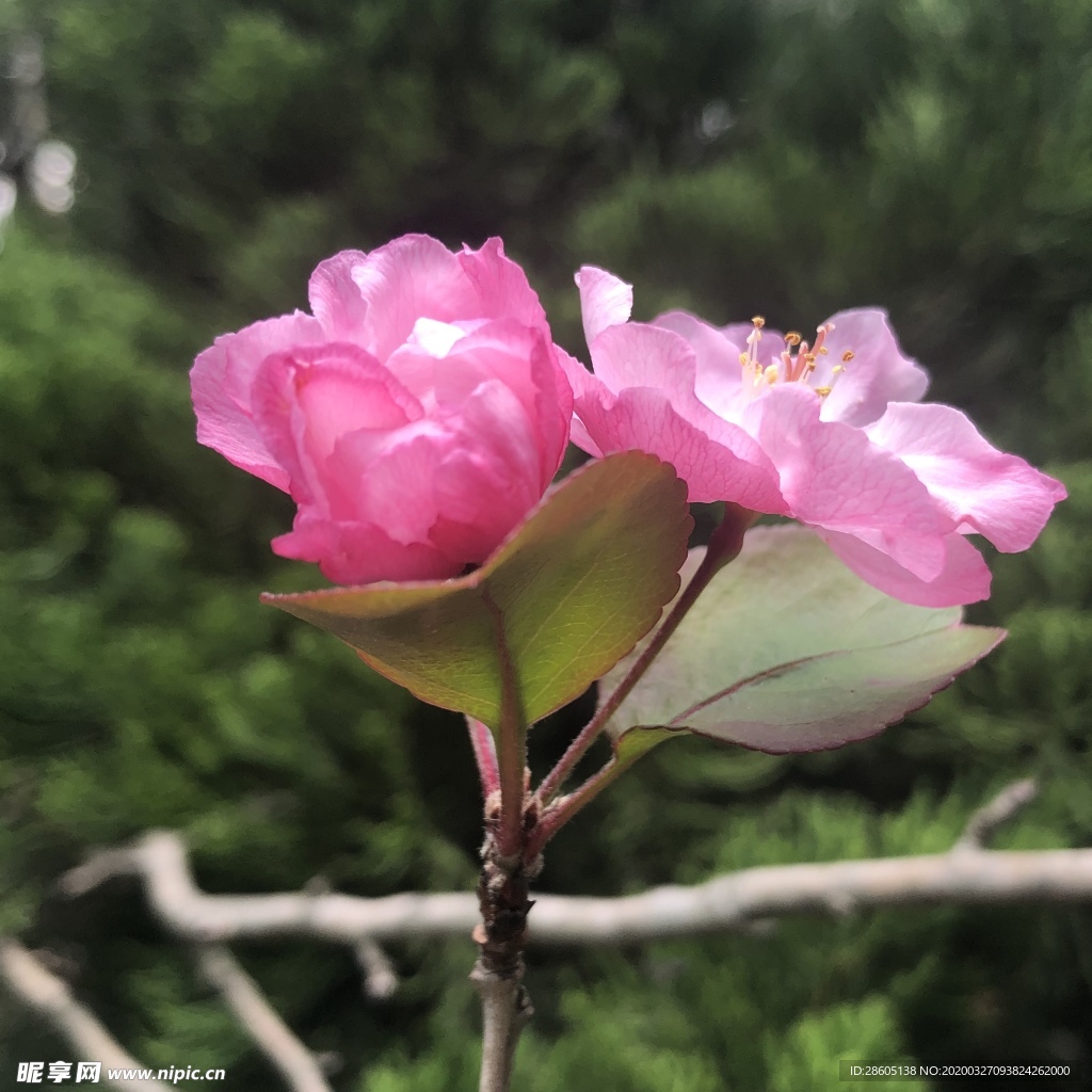 垂丝海棠